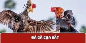 Đá gà cựa sắt S666