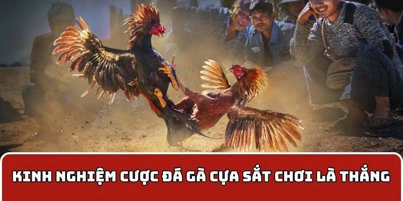Kinh nghiệm cược đá gà cựa sắt chơi là thắng